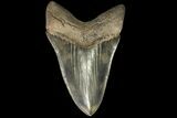 Serrated, Fossil Megalodon Tooth - Robust, Lower Tooth #78206-2